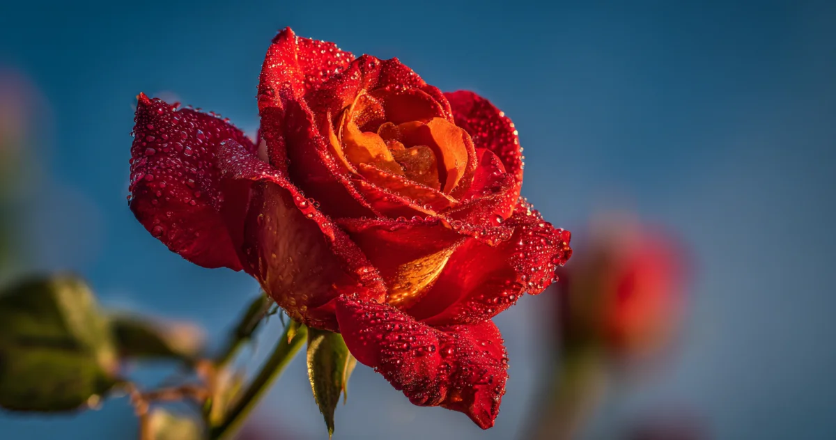 バラ(Rose)