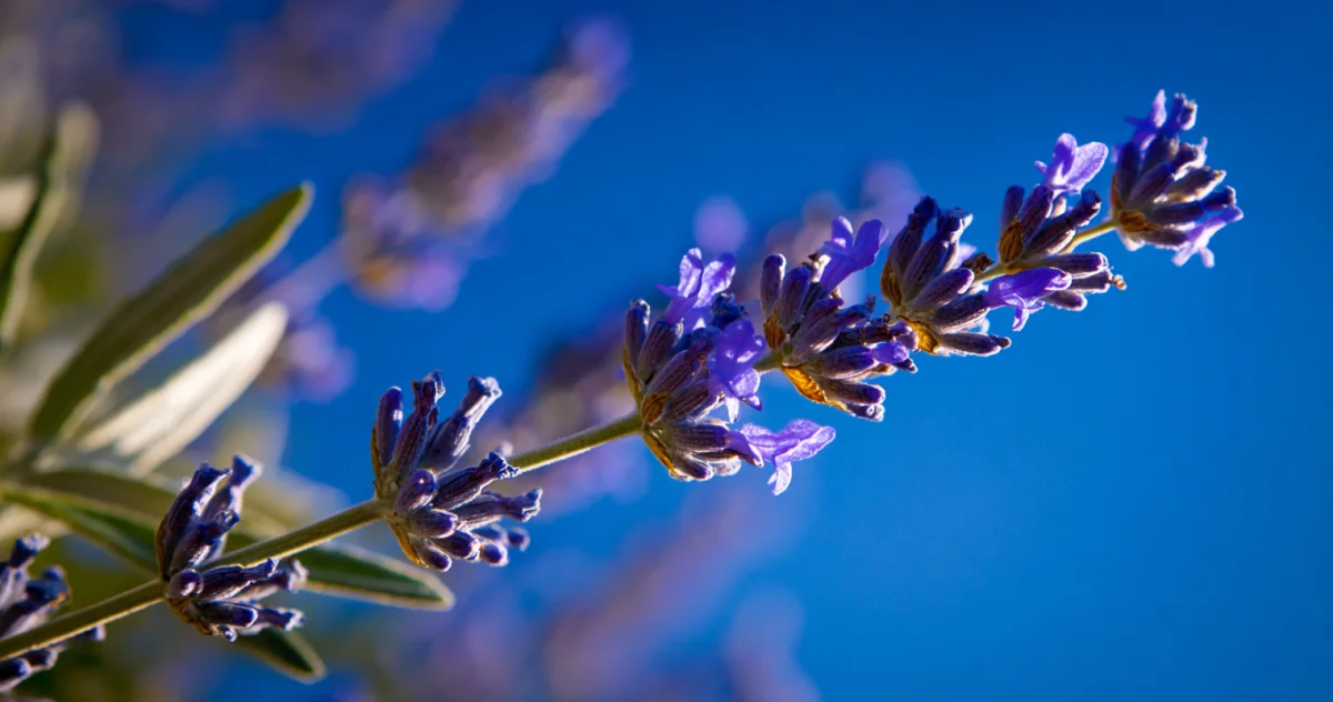 ラベンダー(Lavender)
