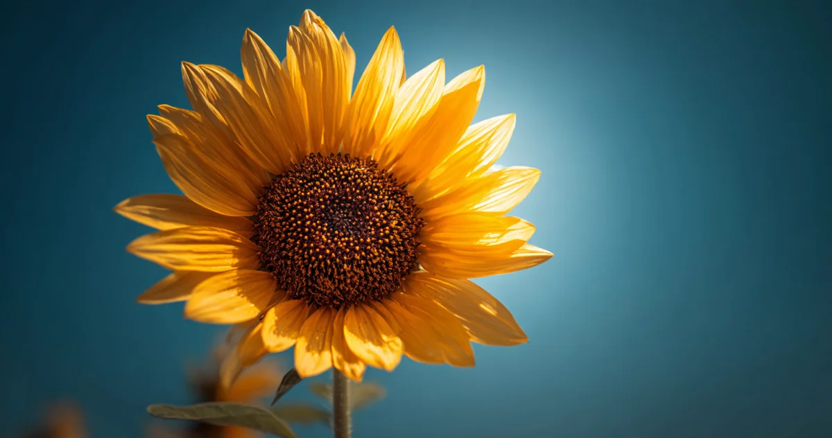 ひまわり（Sunflower）