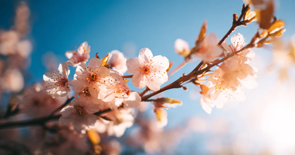 桜(Cherry Blossom)