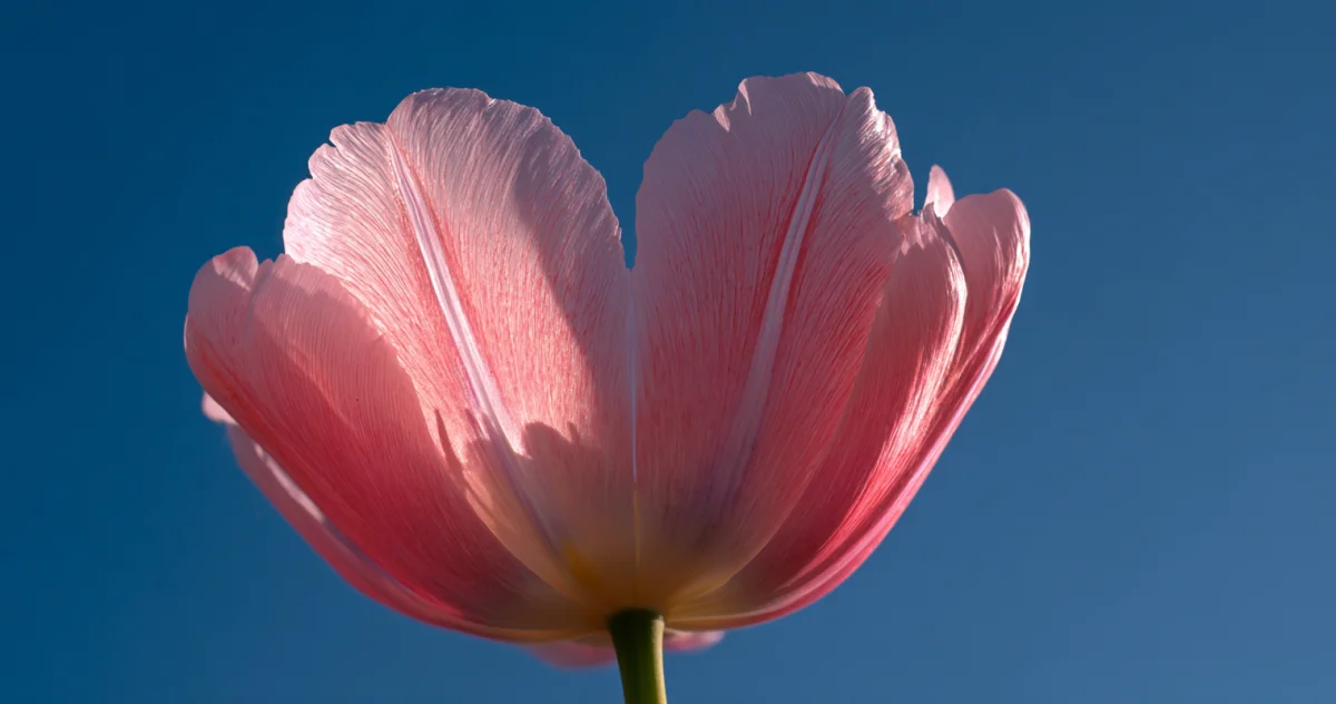 チューリップ(Tulip)
