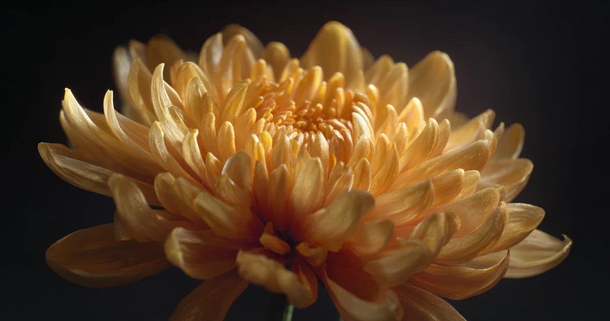 菊(Chrysanthemum)