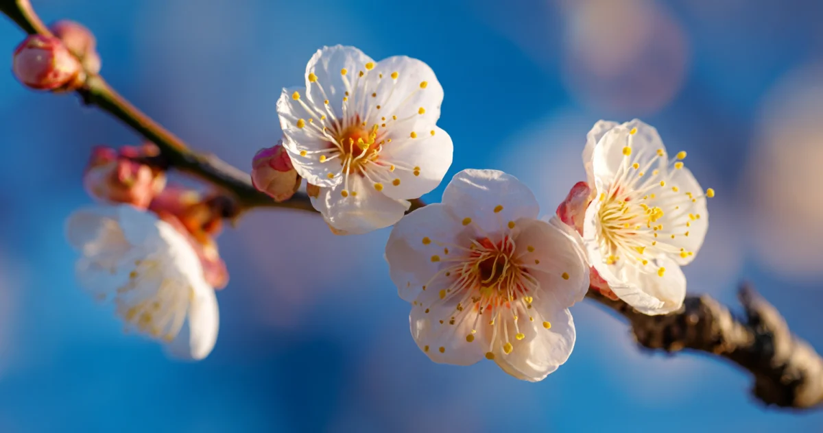 梅(Plum Blossom)