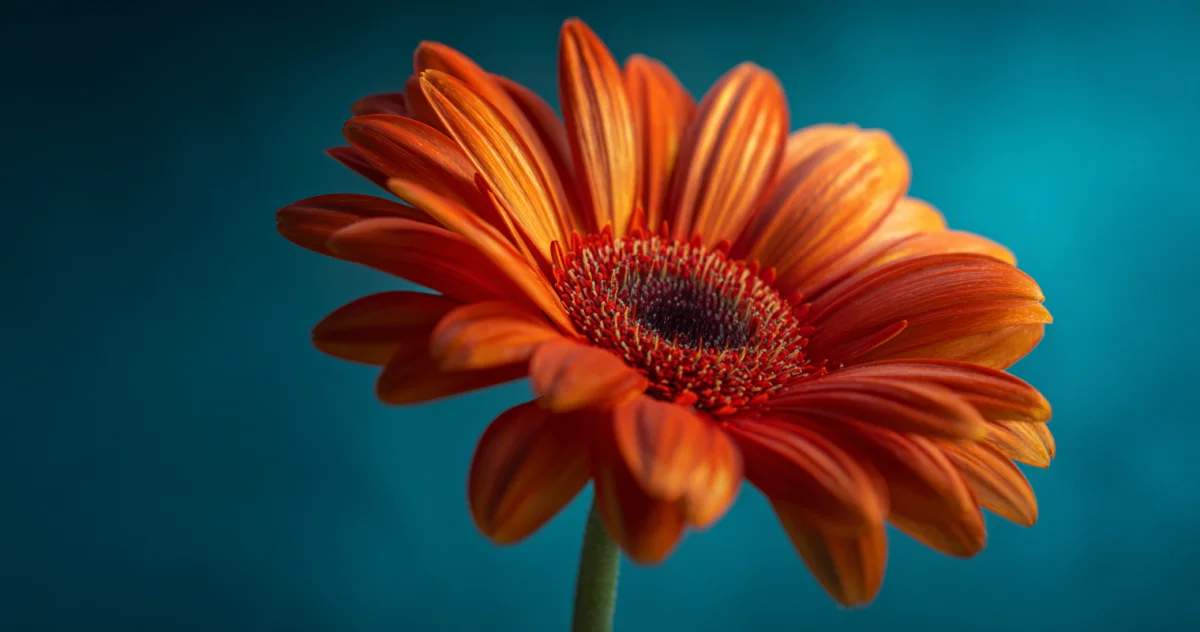 ガーベラ(Gerbera)