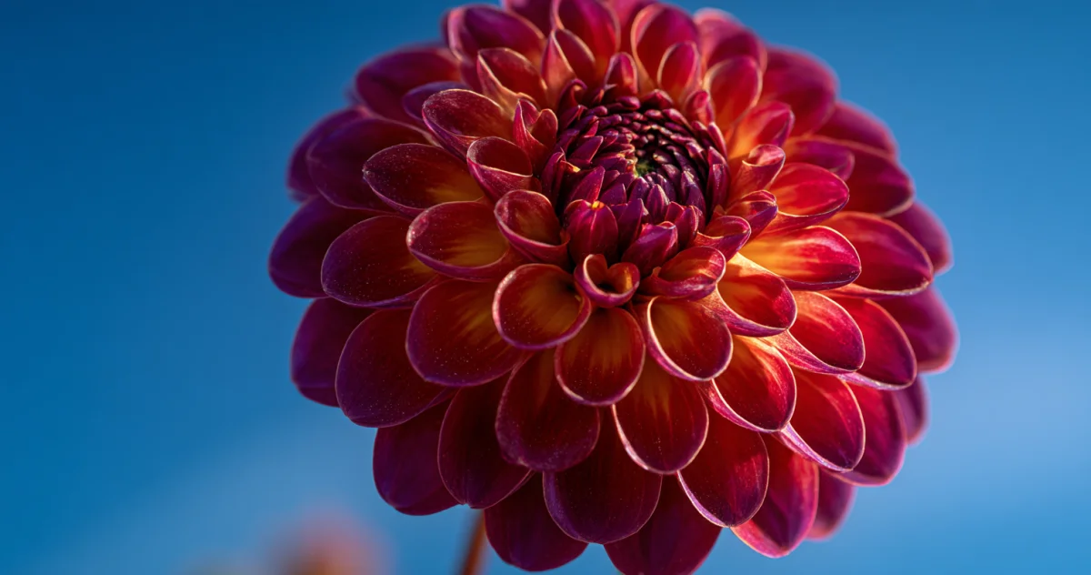 ダリア(Dahlia)
