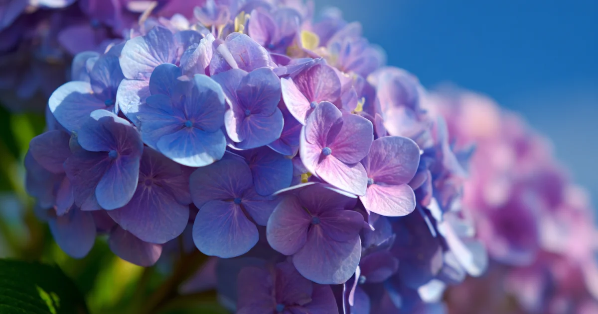 紫陽花(Hydrangea)