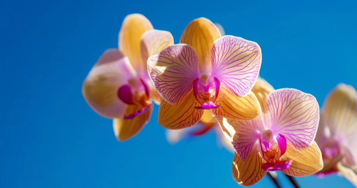蘭(Orchid)