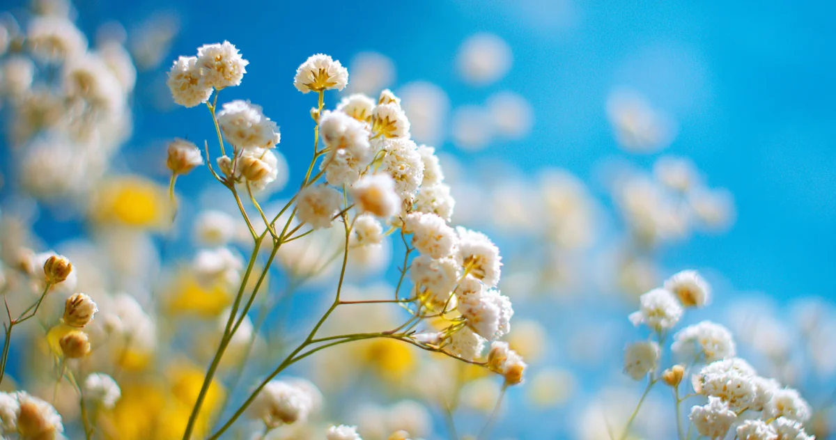 カスミソウ(Baby's Breath)
