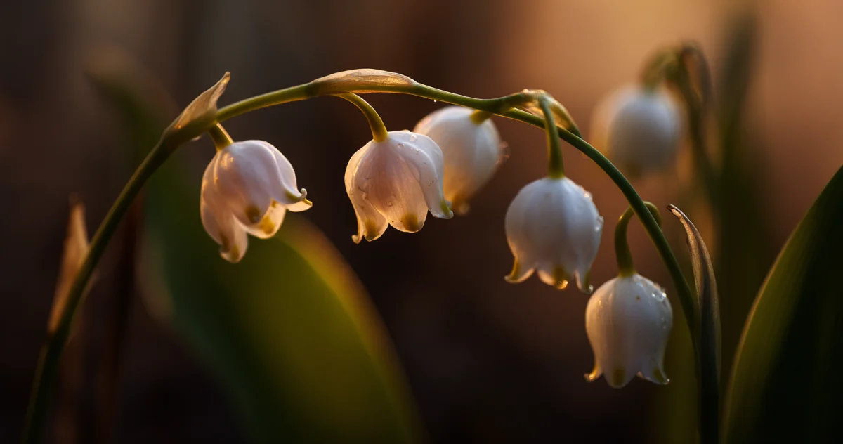 鈴蘭(Lily of the Valley)