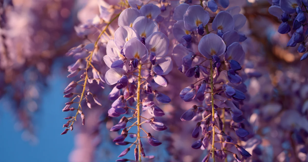 藤(Wisteria)