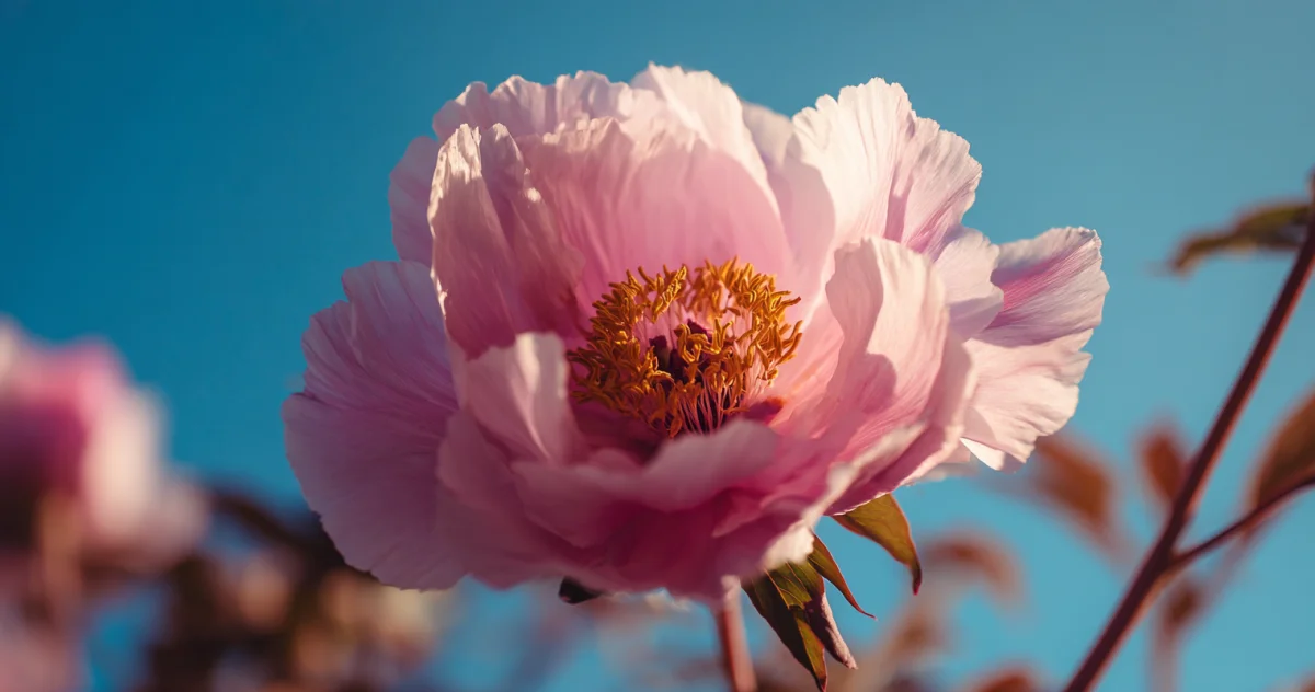 牡丹(Tree Peony)