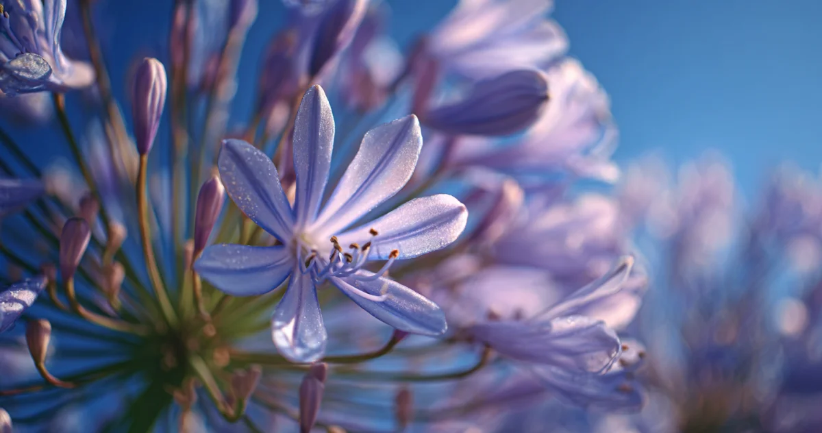 アガパンサス（Agapanthus）
